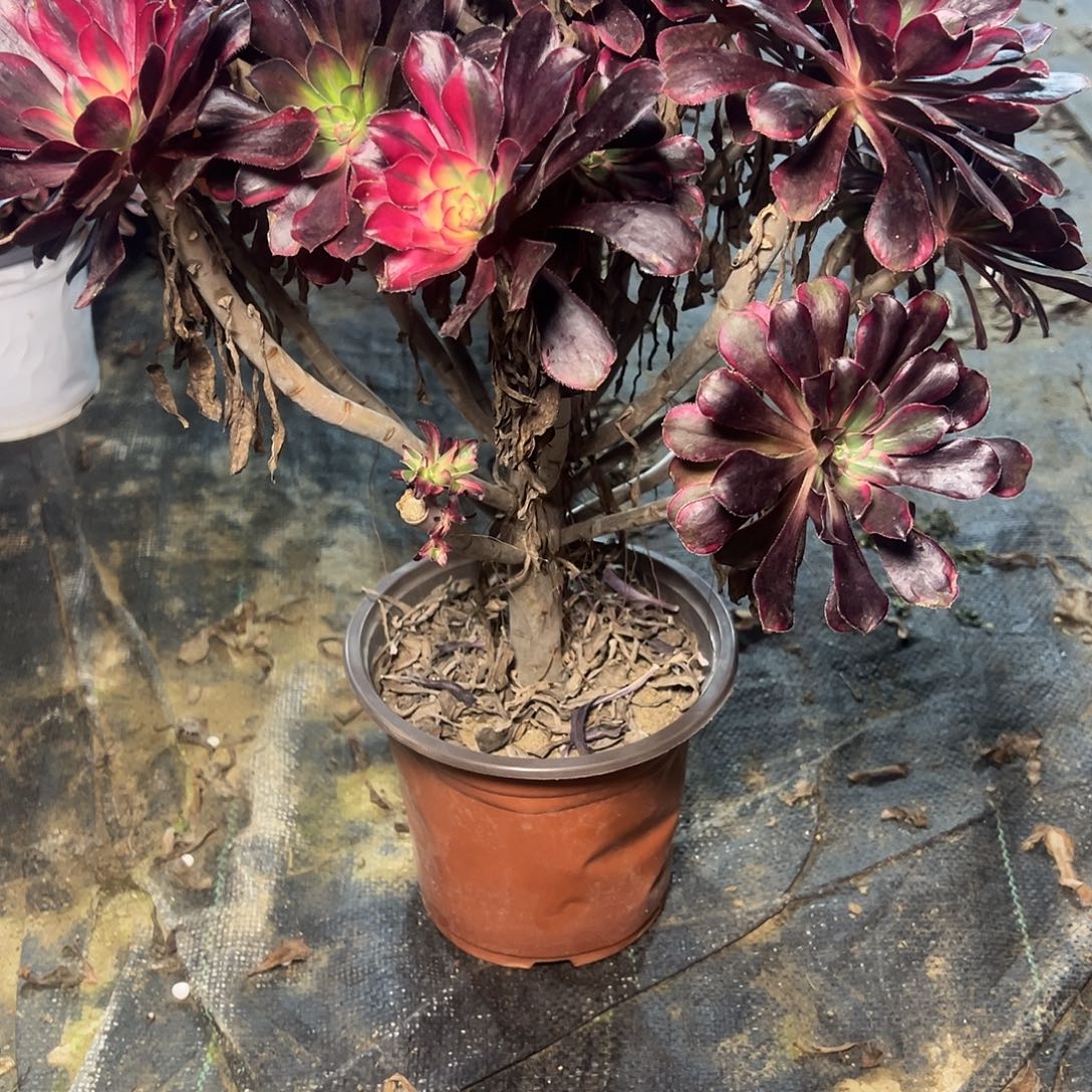 172多肉多肉多肉多肉