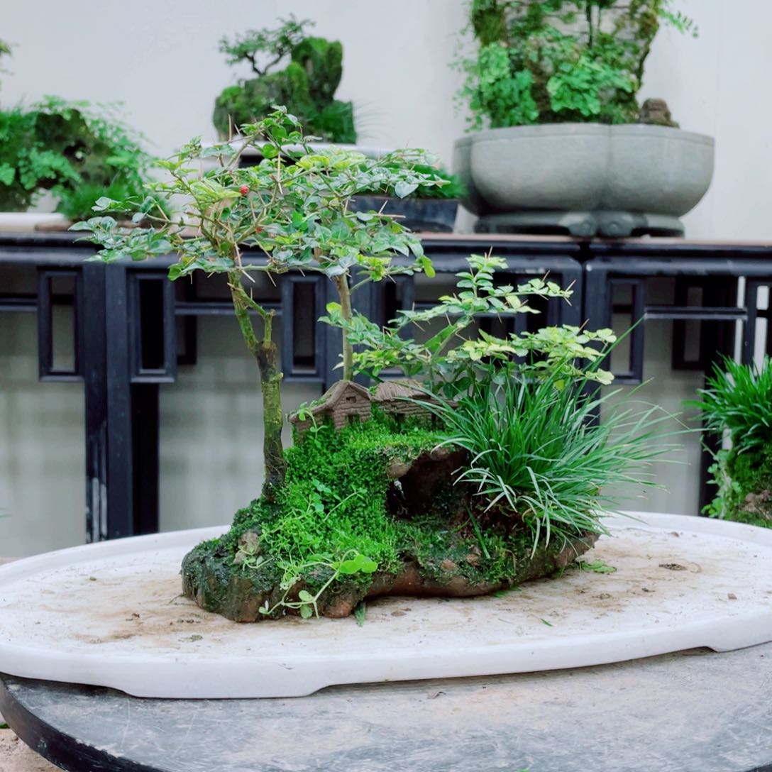 无铅玻璃粤*迷铁线蕨的一个分支是