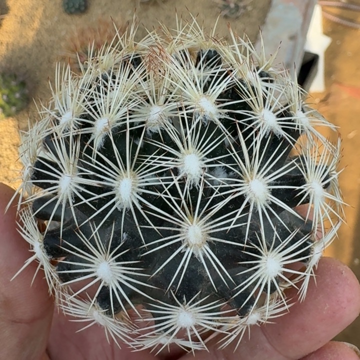 海胆丸无根5555555