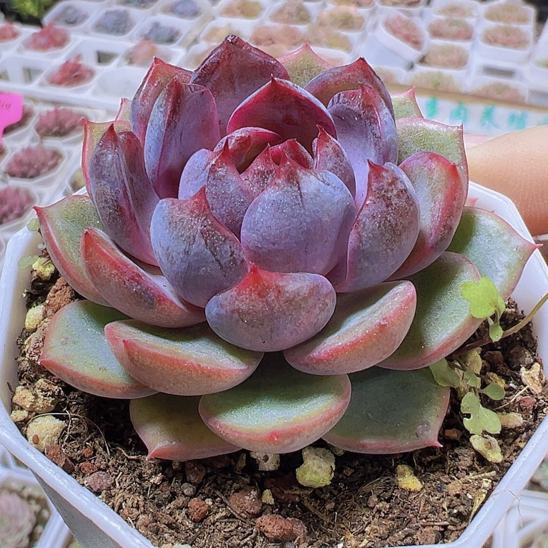 精品蓝莓19包邮多肉植物