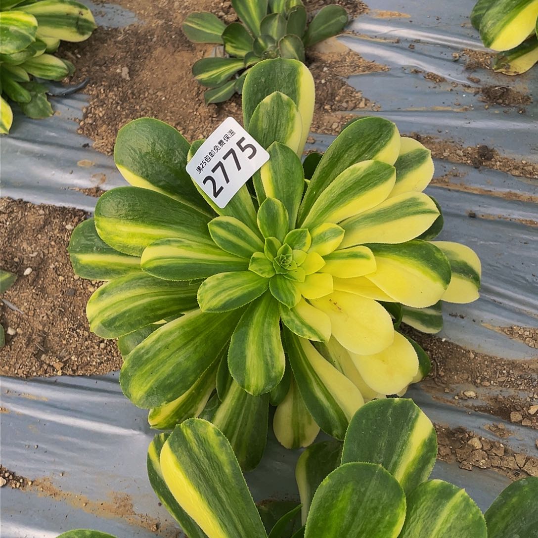 2775五彩琉璃多肉植物