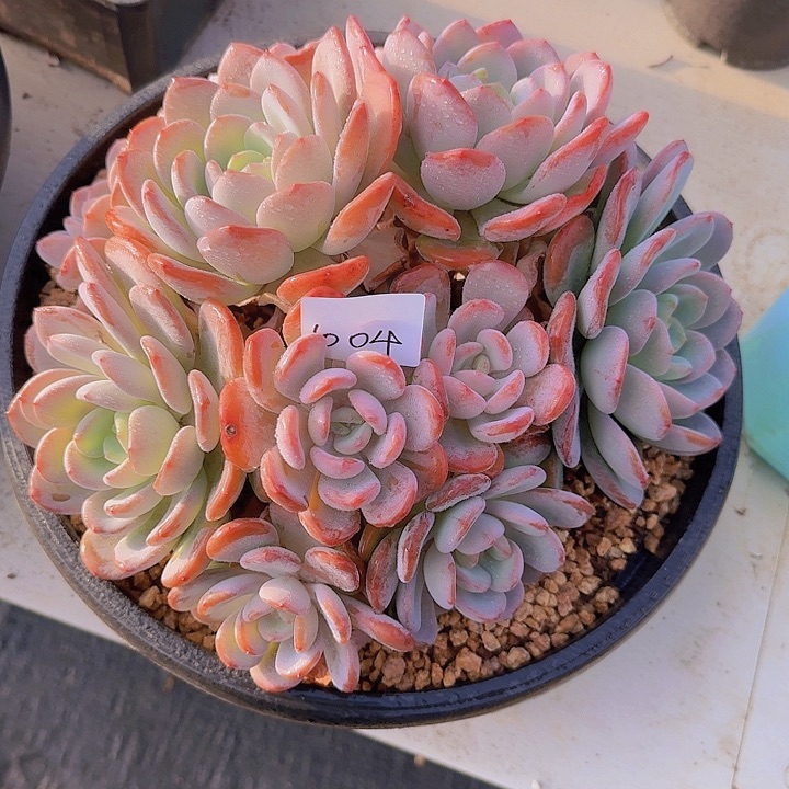 1004香橙多肉植物