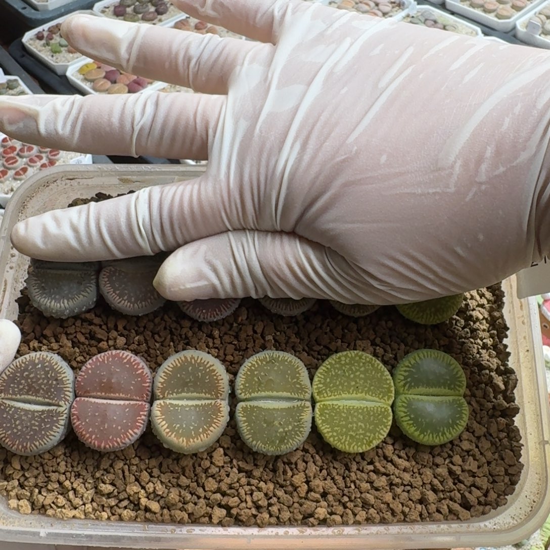 煮***茶1219-031彩虹日轮