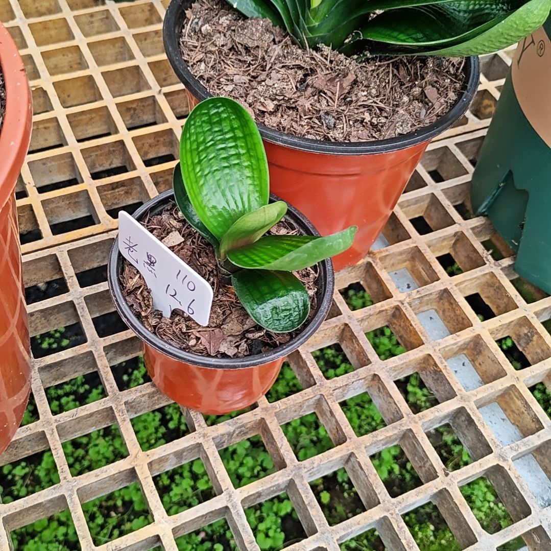 完全开放君子兰精品一年