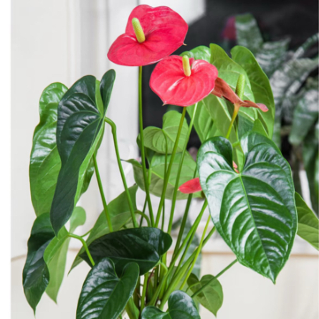 【特惠绿植】红掌盆栽