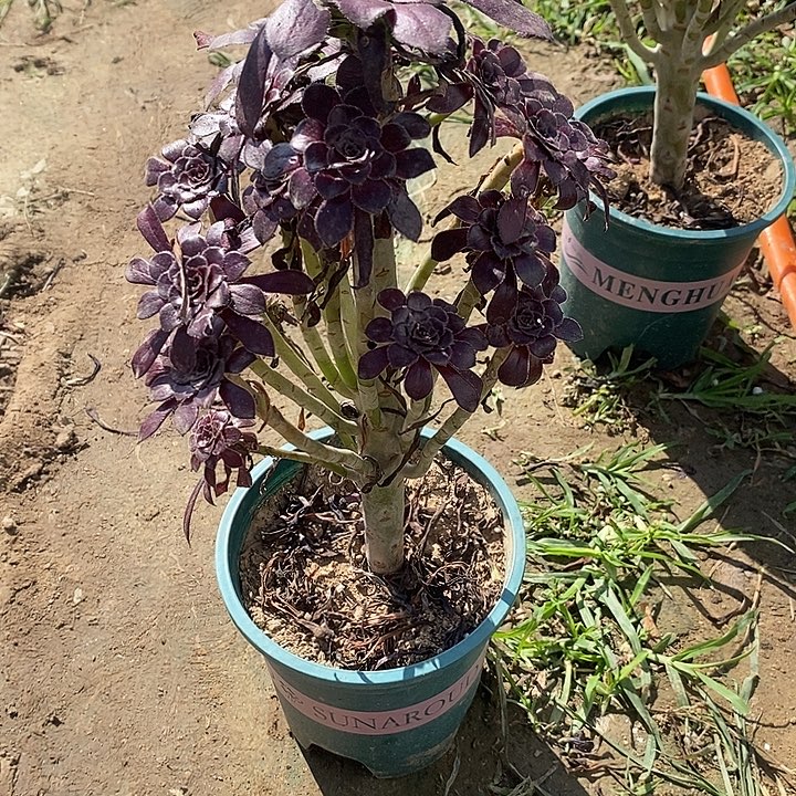 墨法66多肉植物法师法师