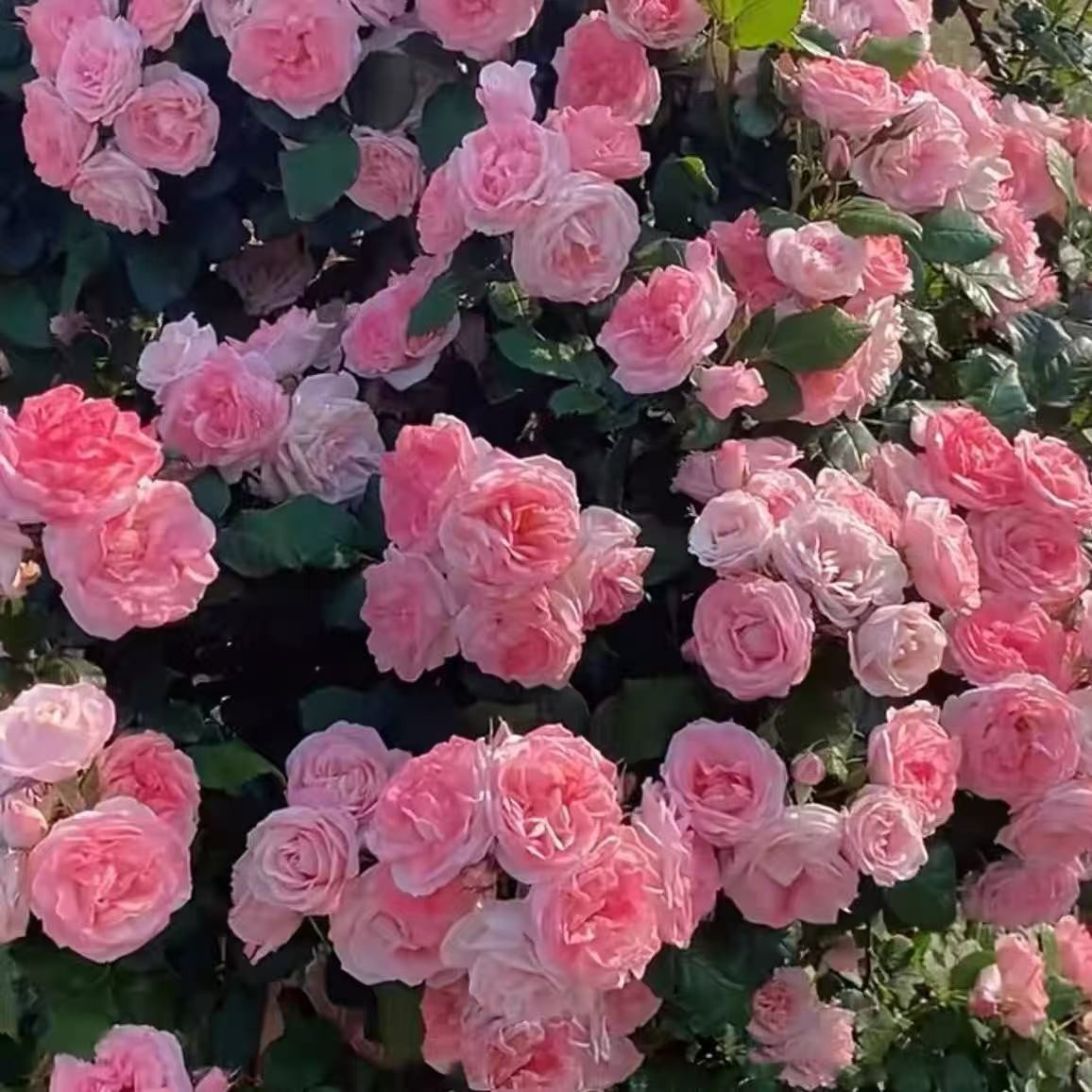 樱霞藤本月季花大苗四季阳台庭院爬藤爬墙花卉植物耐病耐热蔷薇苗