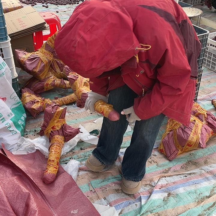 尼***院和田红枣树苗等车