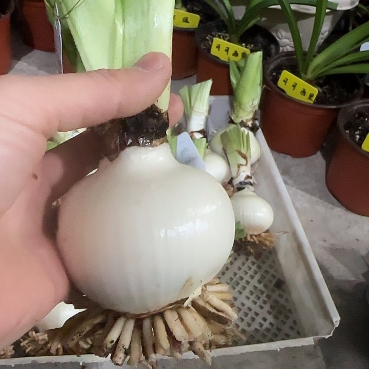 浪漫嫁衣7cm，裸球发货