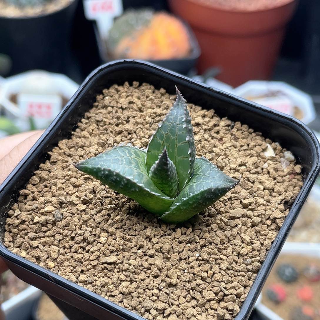 实生丸叶龙鳞 致远多肉