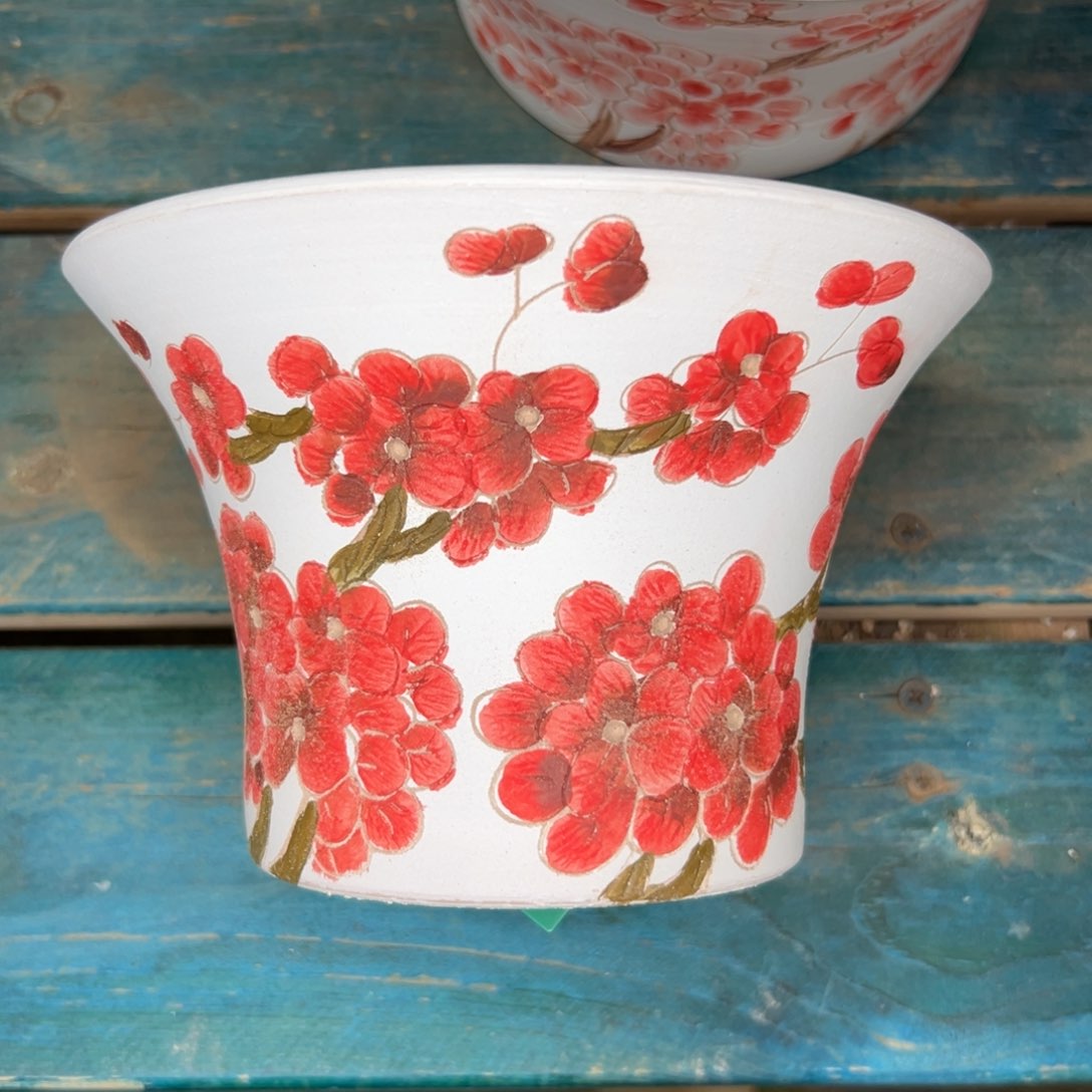 多肉一物一拍0122-157