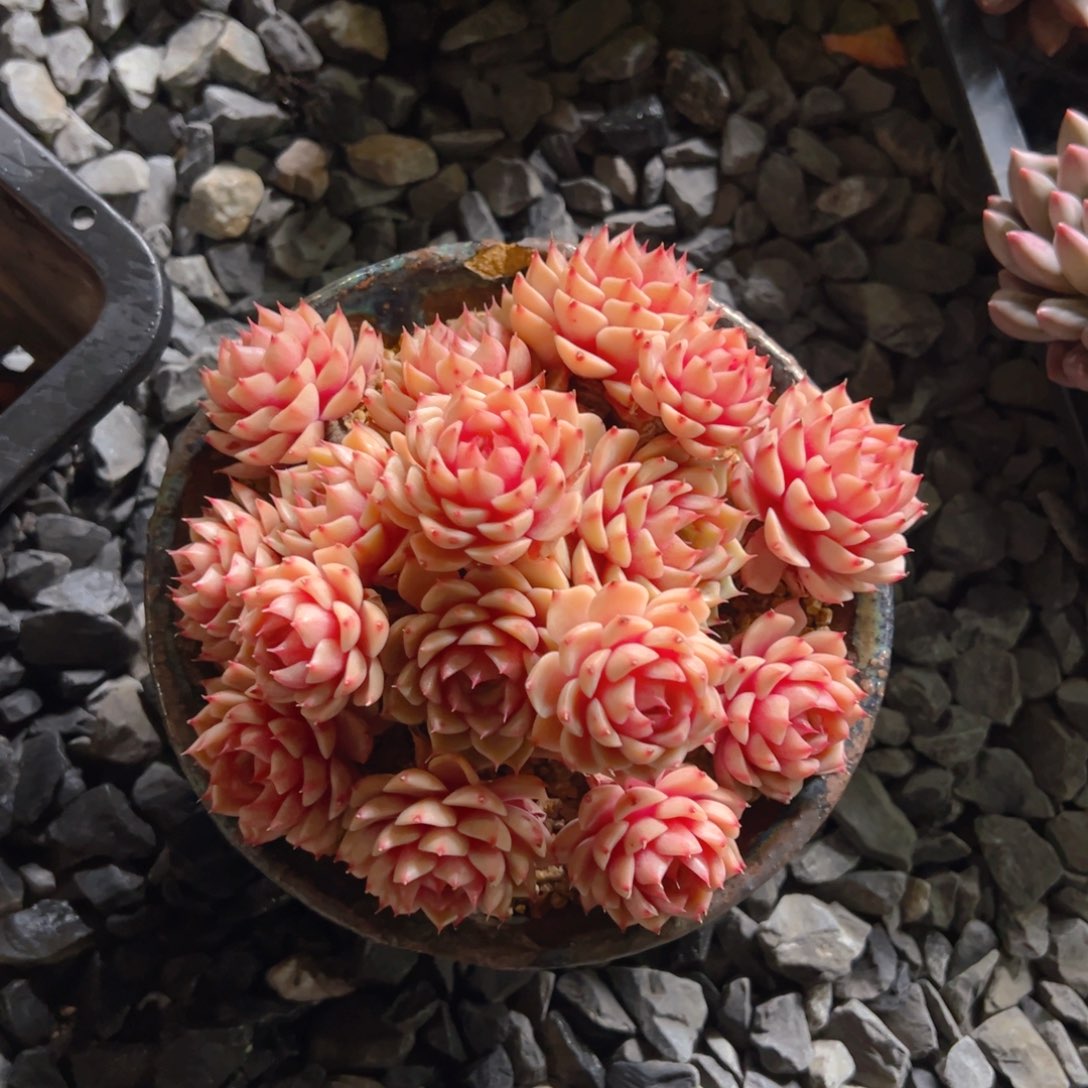 笨吧11111111111111111