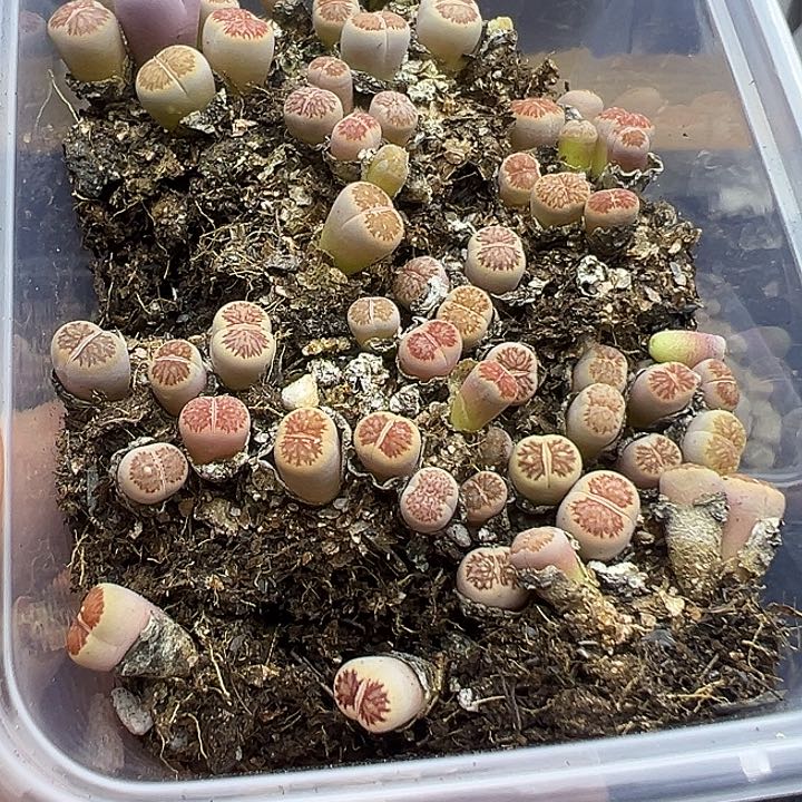 4779开播福利小美菊