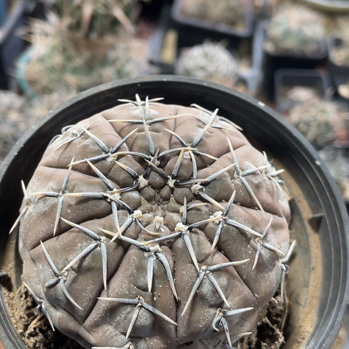 【闪购商品】怪龙丸实生6666