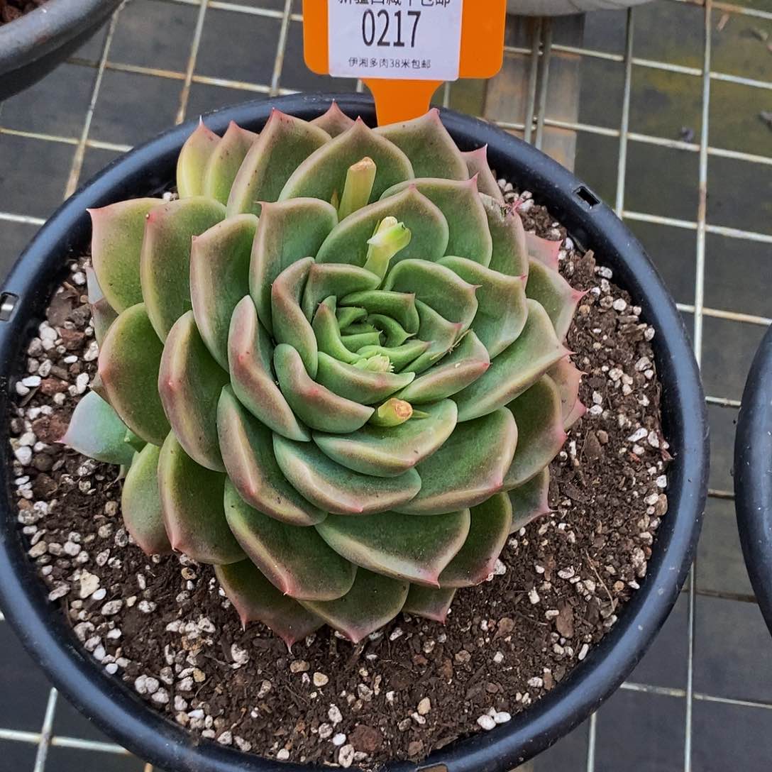 麦秆0217。        