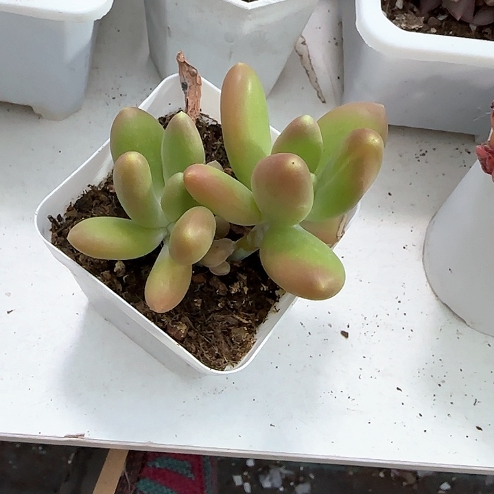 青蛙王子儿童牙膏111