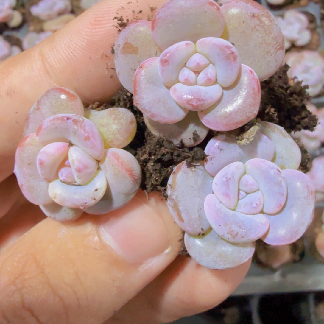 韩版奶茶正版五颗穴盘