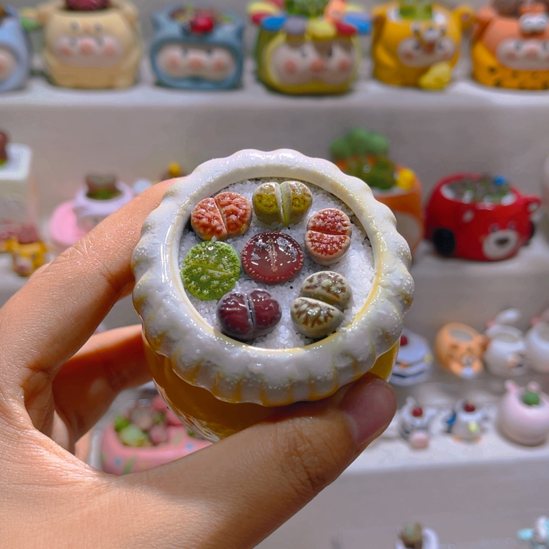 022高端多肉带盆土一套8