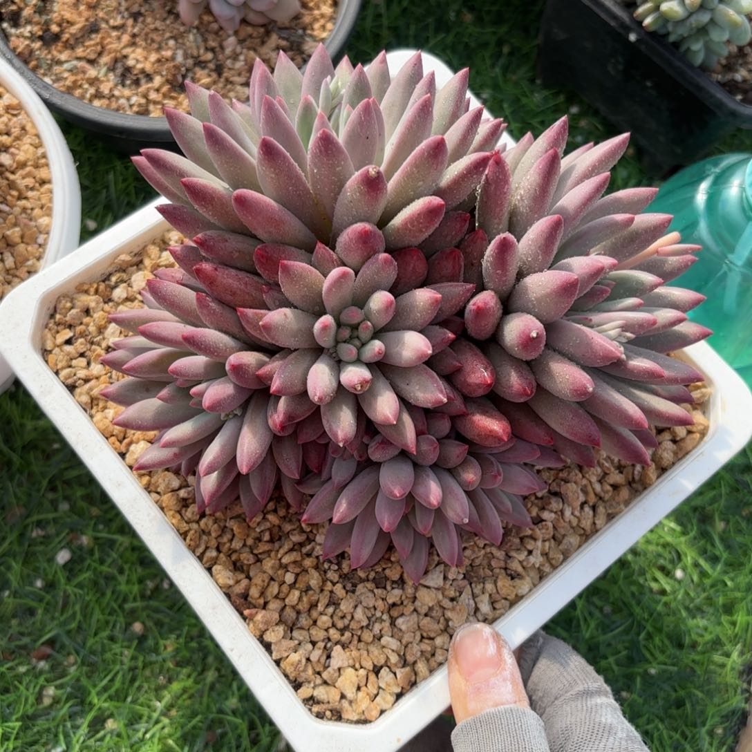 虞美人11头多肉8888888