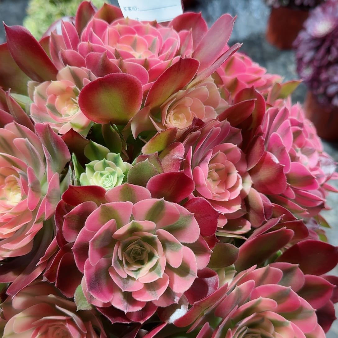 香妃法师老桩子117