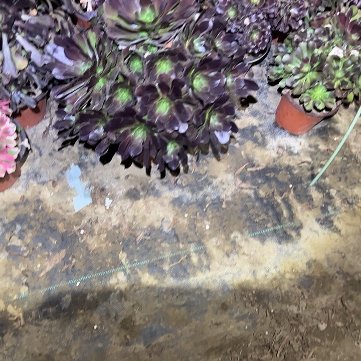 不包侧枝一物一拍20