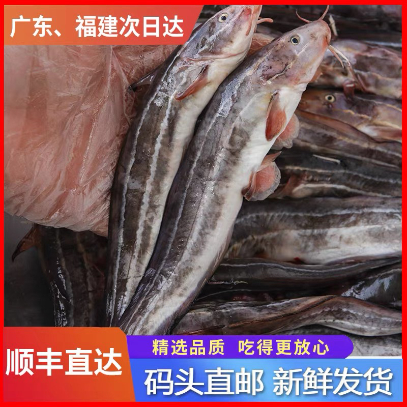 神泉本港沙毛鱼5斤帮杀好8两发5包顺丰冷链发货广东包邮
