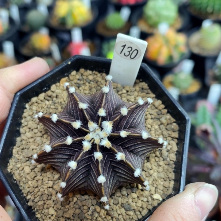 vos1241 非偏远地区满25包邮仙人球