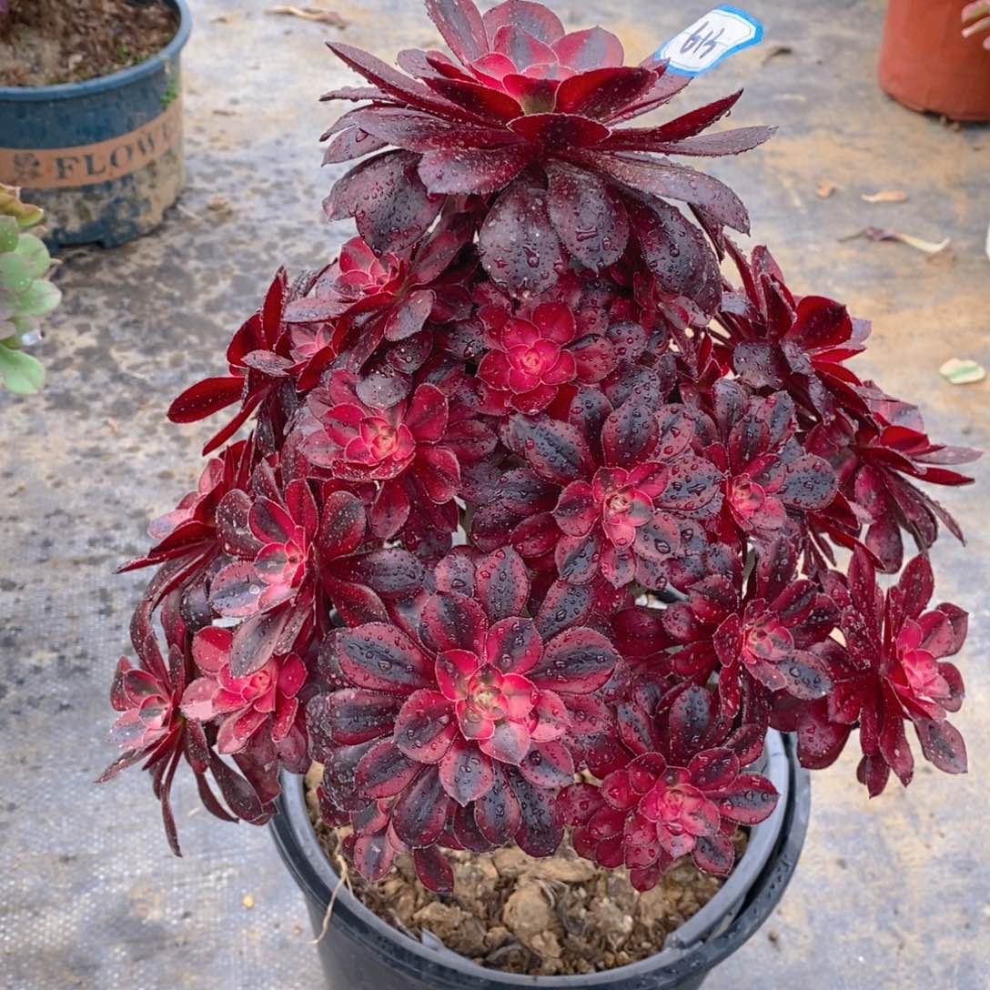 613香奶奶多肉法师