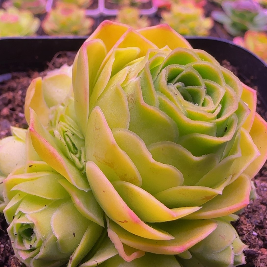 玉宇捧花13434676868686