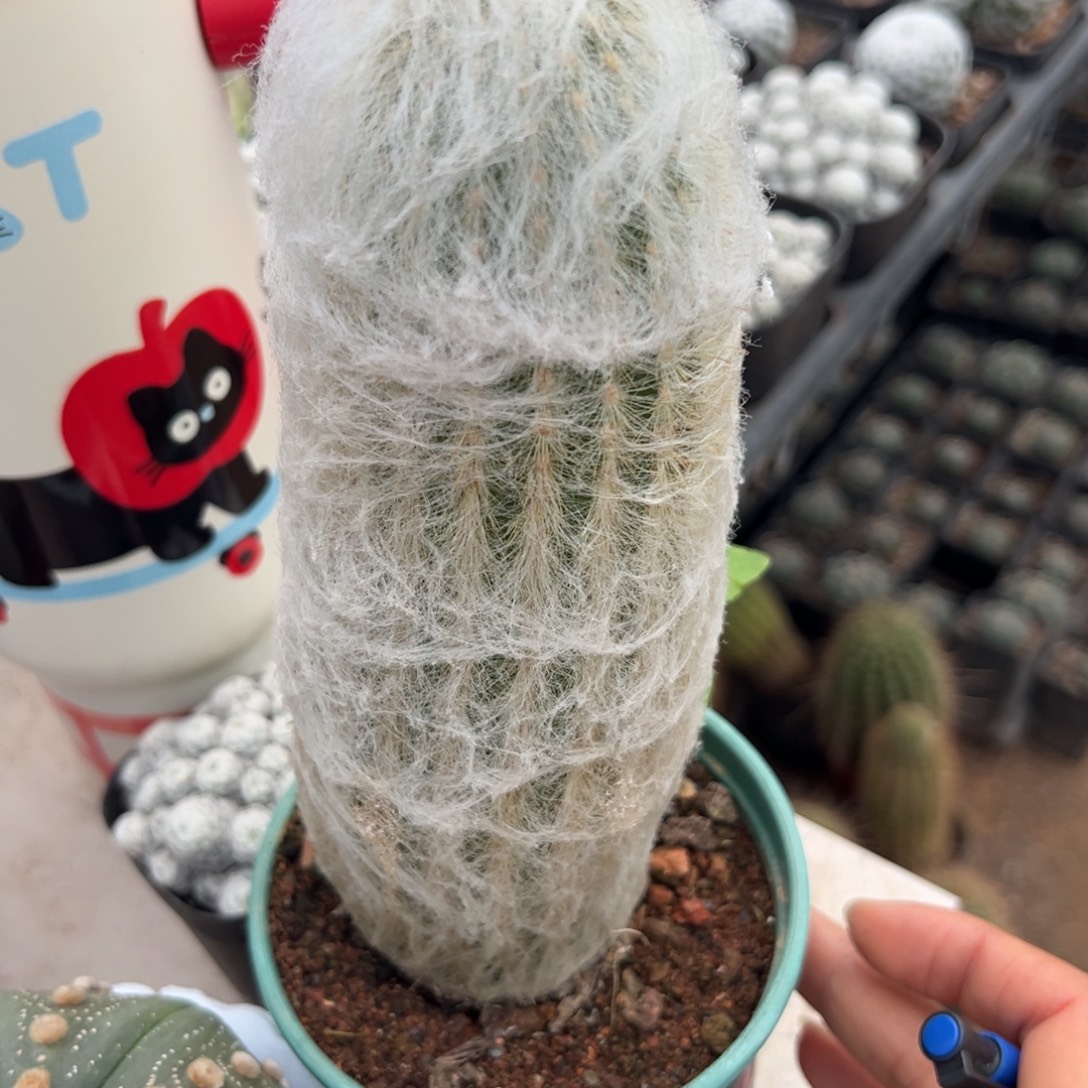 洪***园零零落落 零零落落