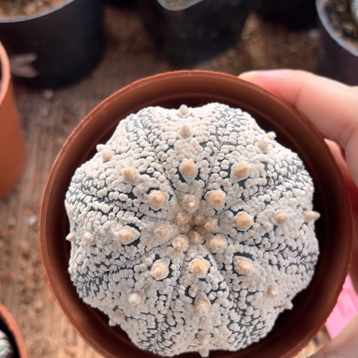 奇迹6.9一物一拍脱土发货