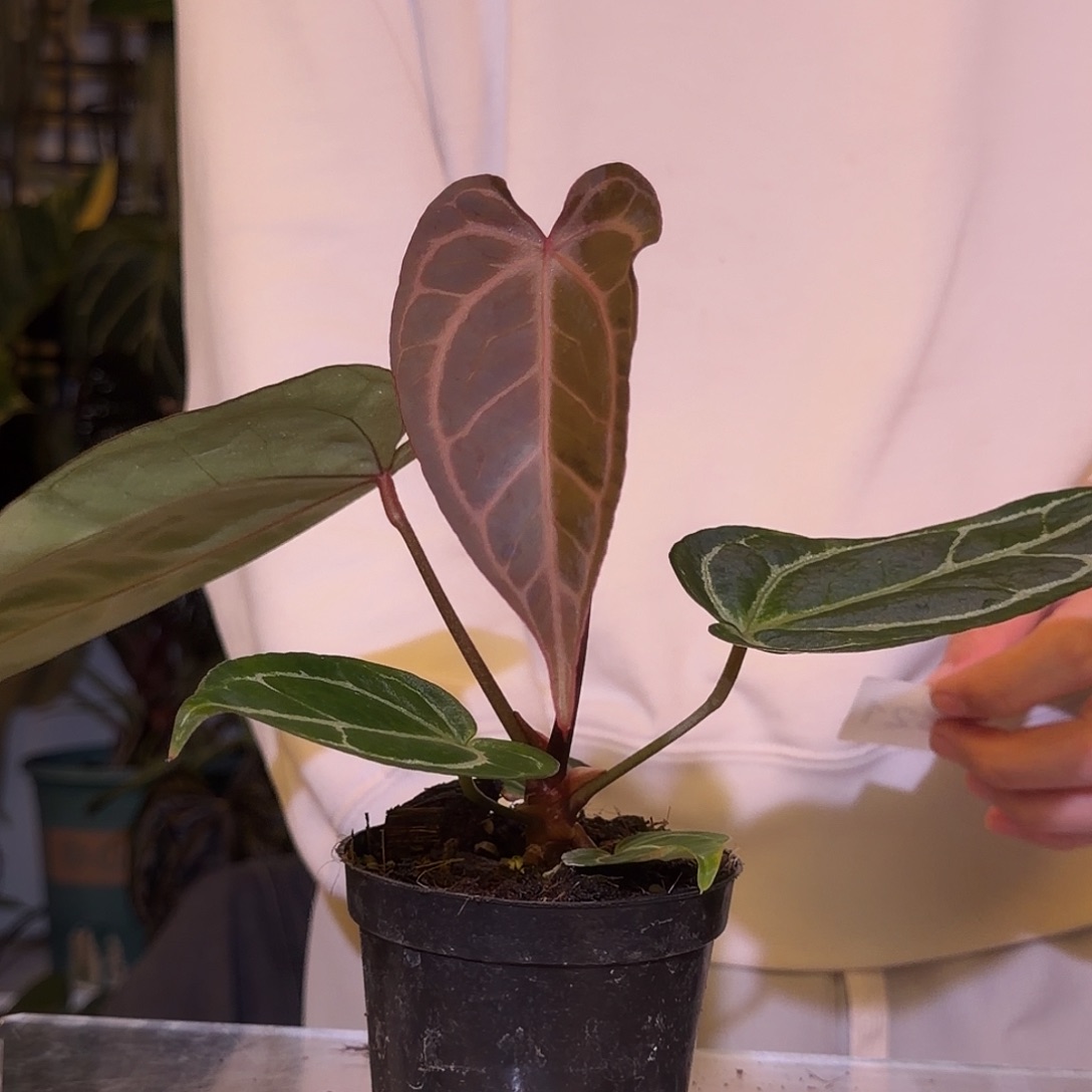 完全开放F821树莓杂流星雨