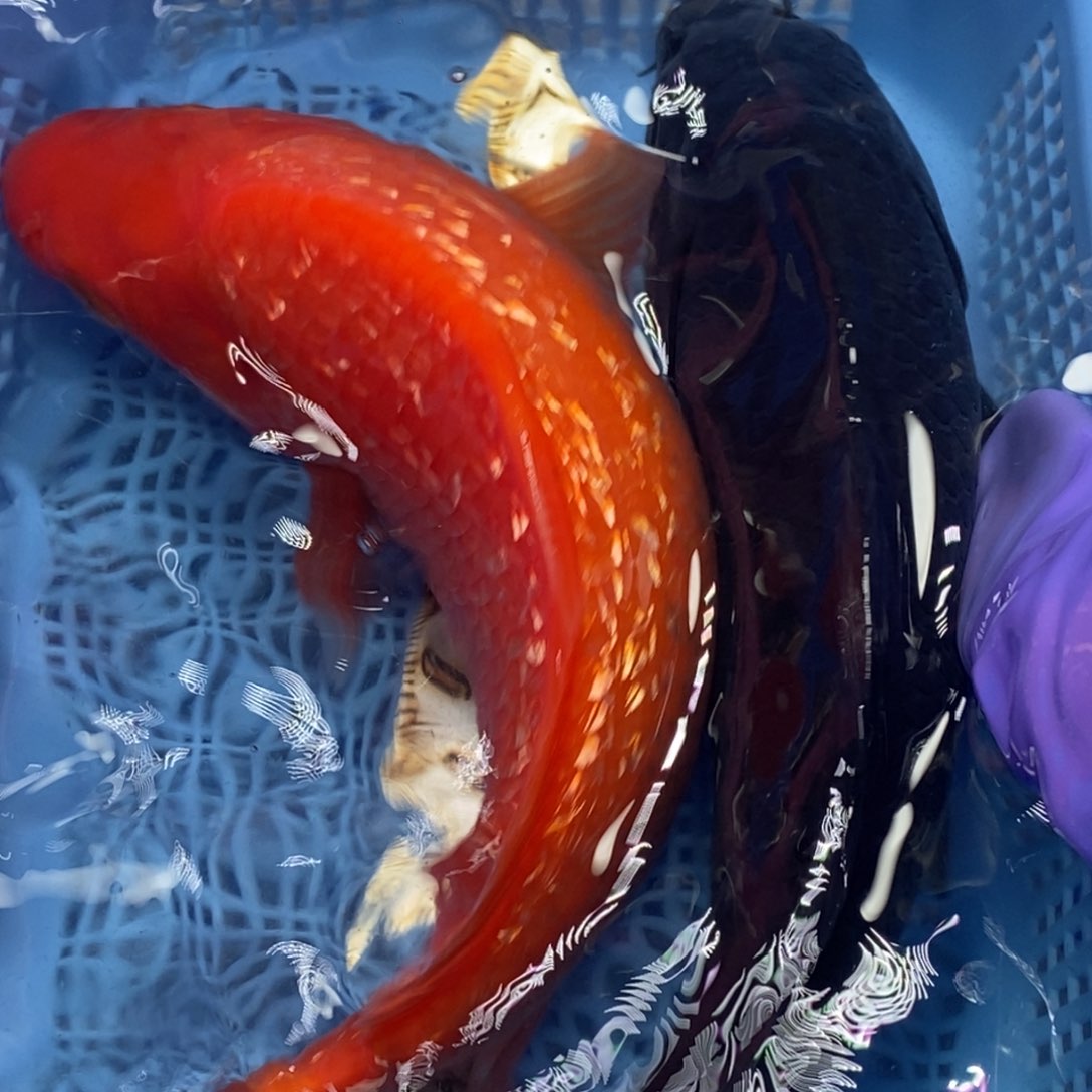 锦鲤冷水錦鯉包郵