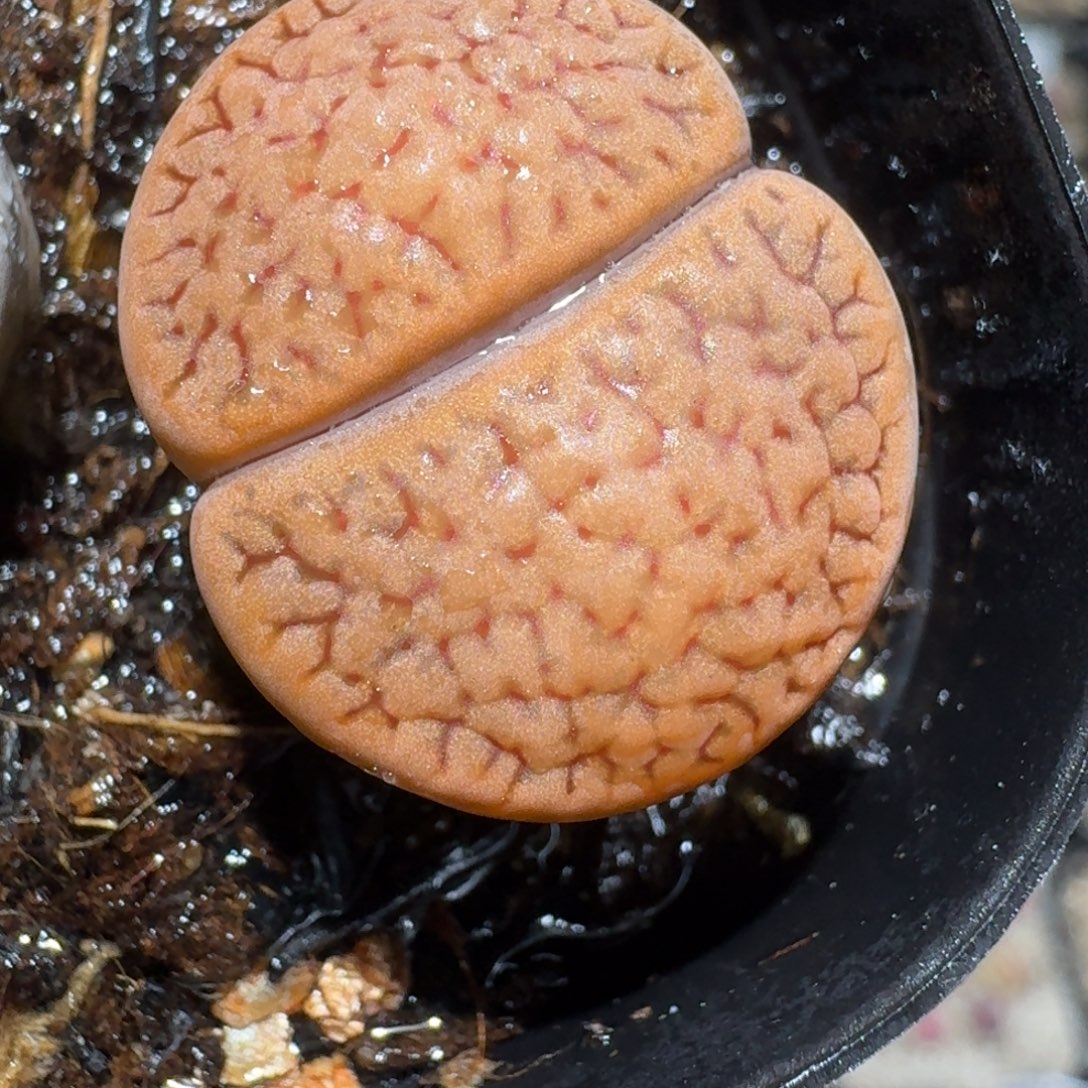 z好看的便宜卖啦1422