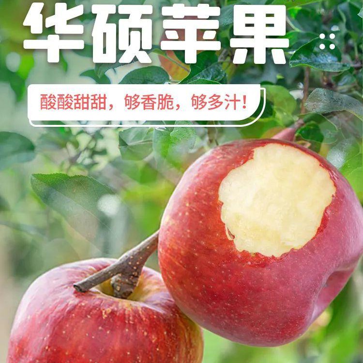 【华硕苹果苗】  早熟(8月)  大果型