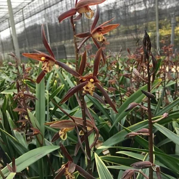 墨兰金华山线艺兰花原盆原土阳台高档室内绿植盆栽送礼花卉浓香型