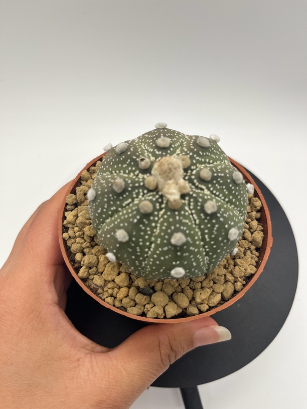 兜仙人球多肉植物