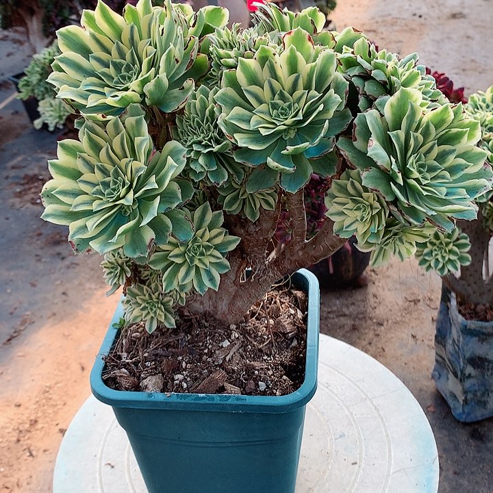 碧玉朵朵脱土发货啊