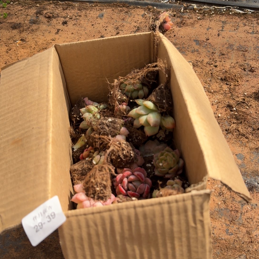 29-39珍妮混合加切糕一份六号箱子量拍