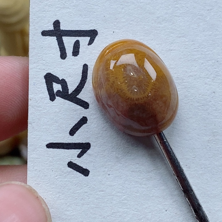 颈饰未镶嵌硅化珊瑚（珊瑚玉）