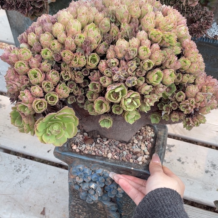 多肉的大肉都要长胖