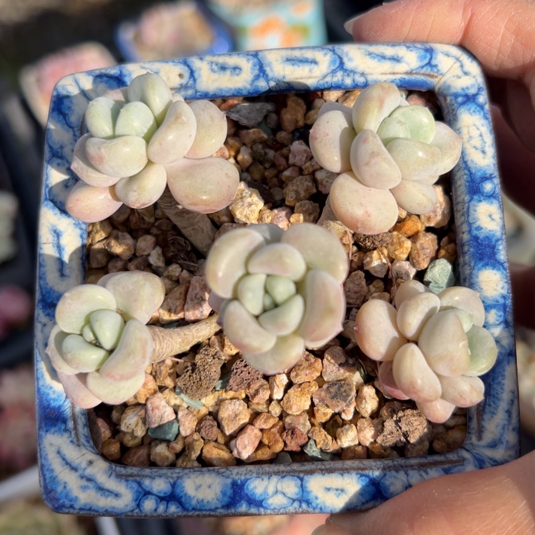 花斑露精控多肉一物一拍