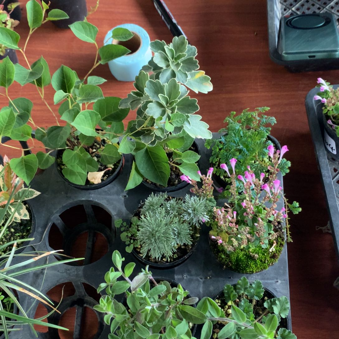 当前无花栽培后可以开花