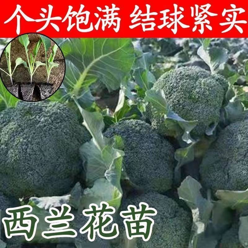 西蓝花秧苗带土苗大苗带土秧苗耐热耐寒越冬蔬菜苗春秋庭院种植