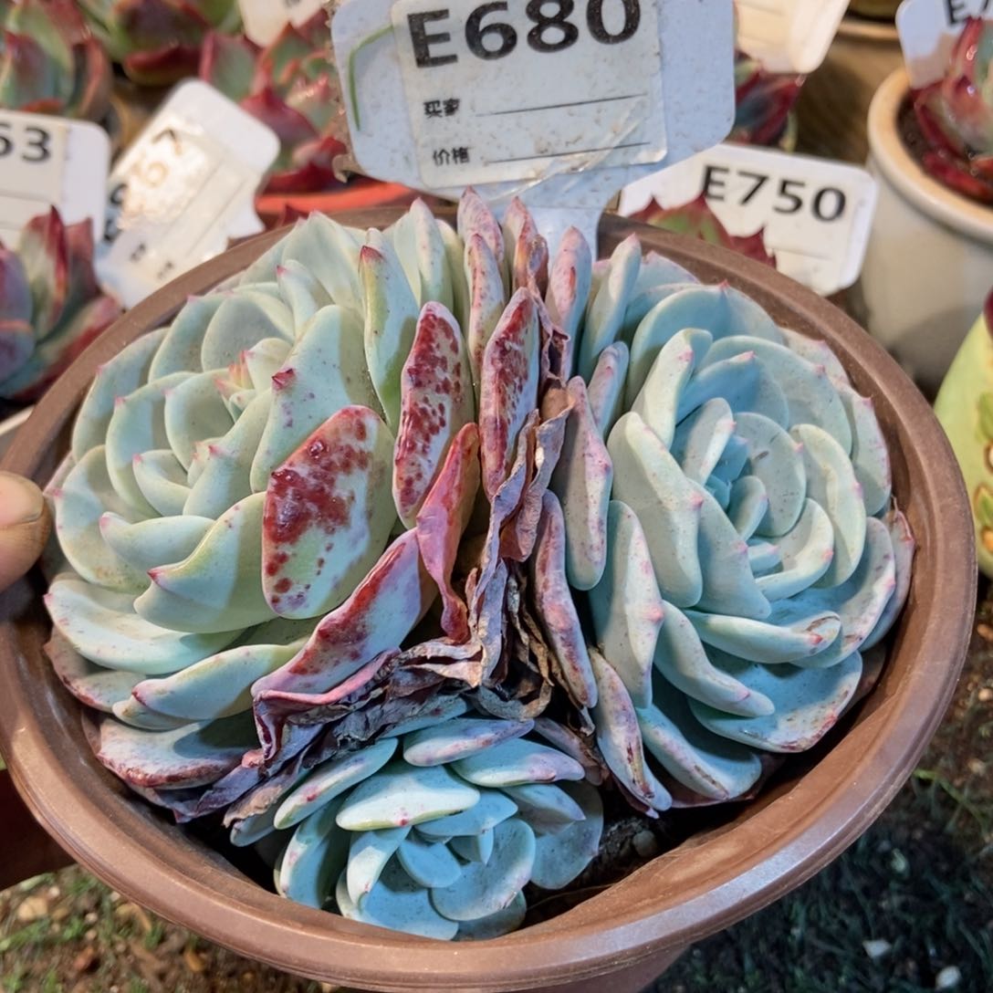 惊鸿一瞥680号多肉