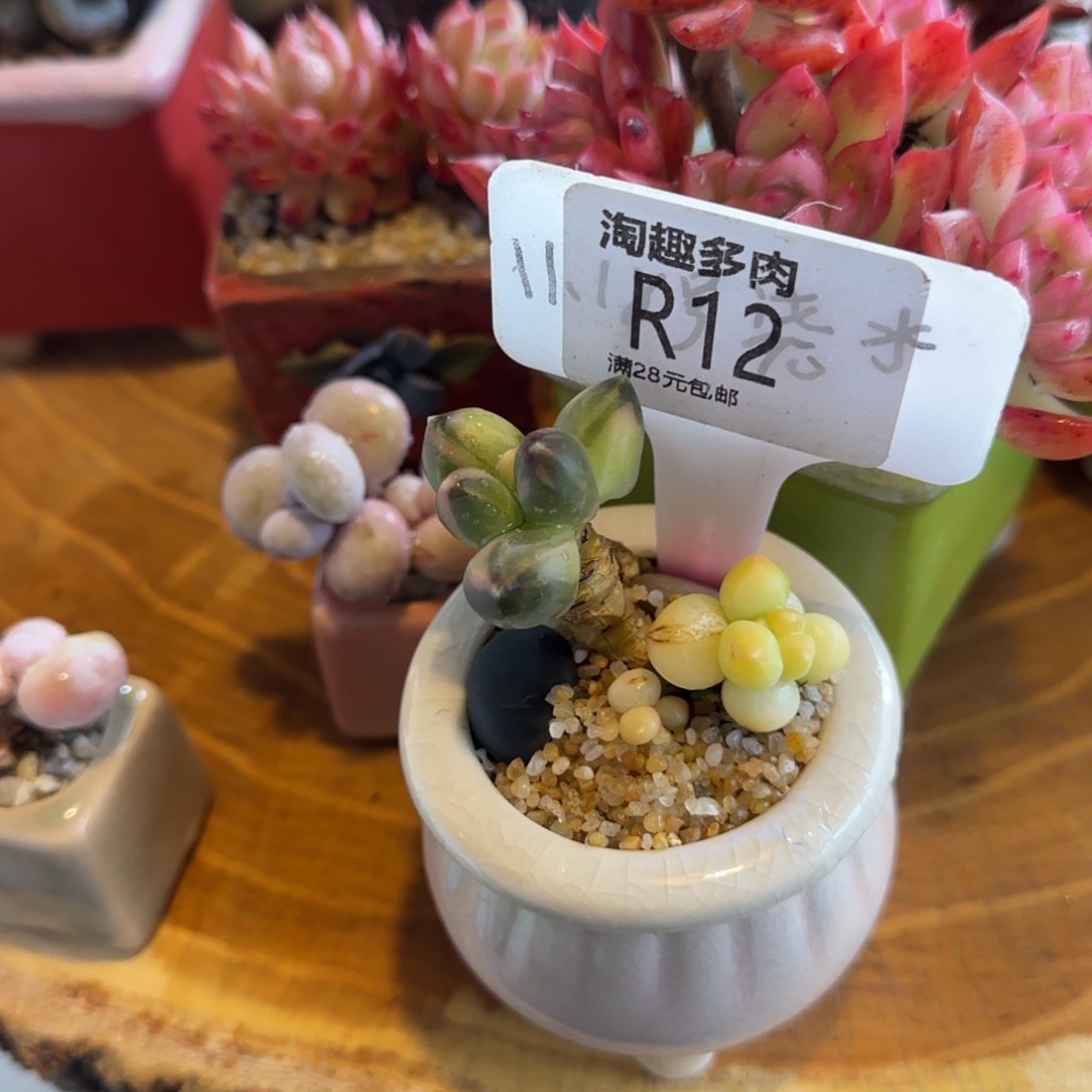 不****～多肉植物星空美容西瓜井奶油精