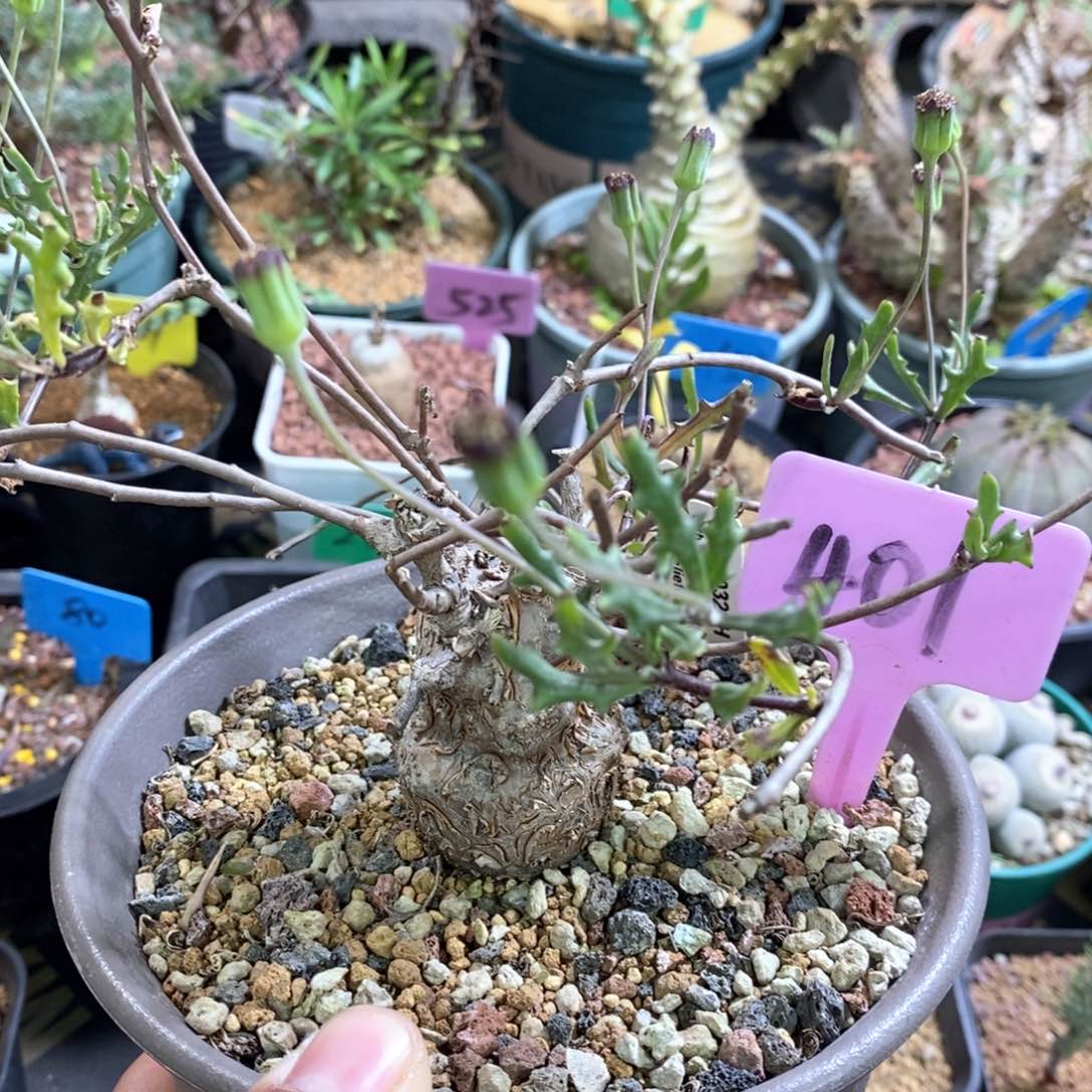 海豚叶后墩菊多肉植物