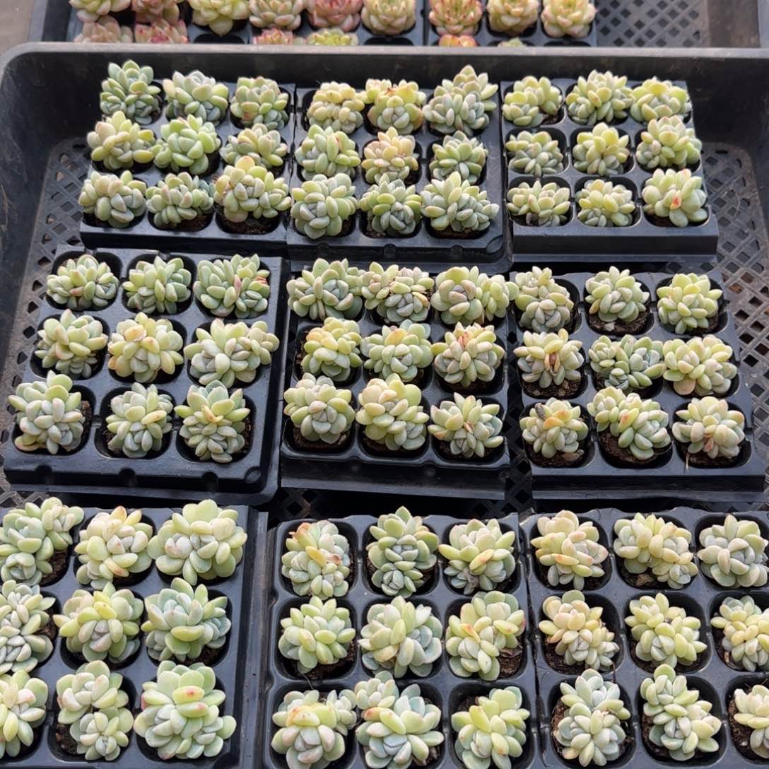 冰玉群一组9颗哈哈哈