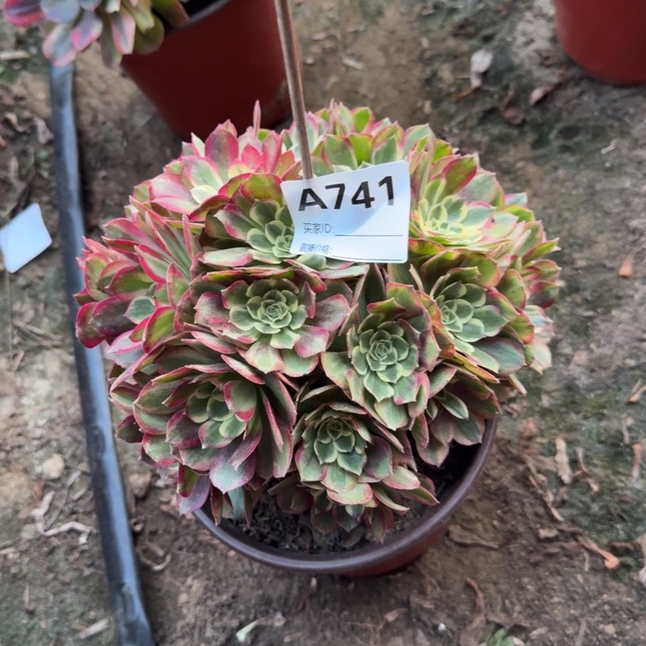 @***子天玺741号多肉法师多肉