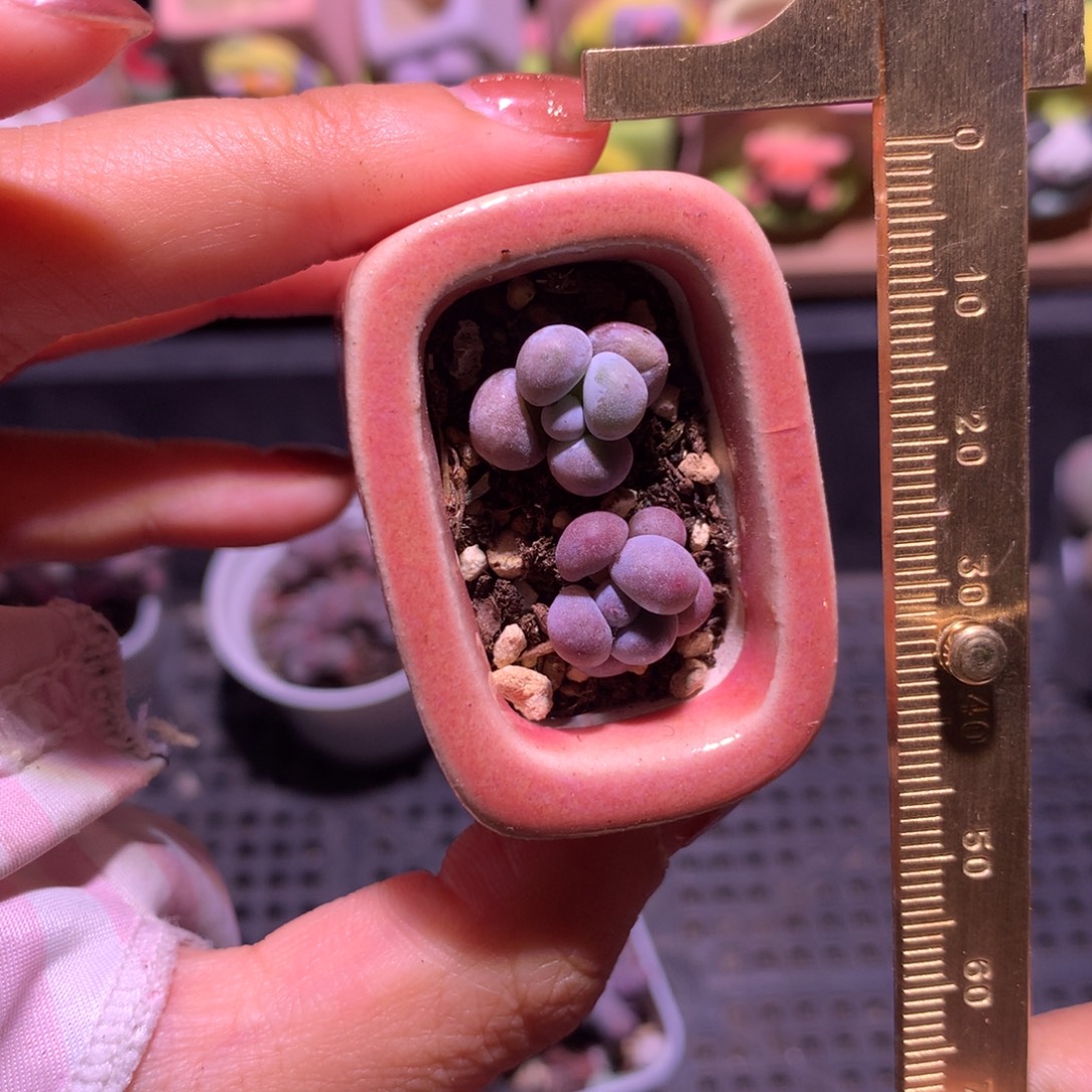 水光针+小奶包带盆带土